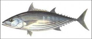 orkinos